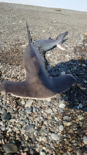 ハンマーヘッドシャークの釣果