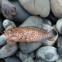 オオモンハタの釣果