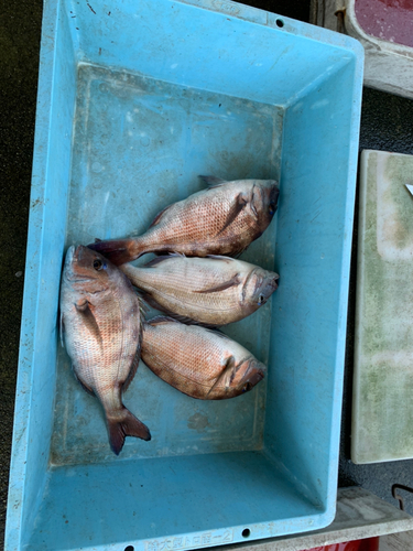 タイの釣果