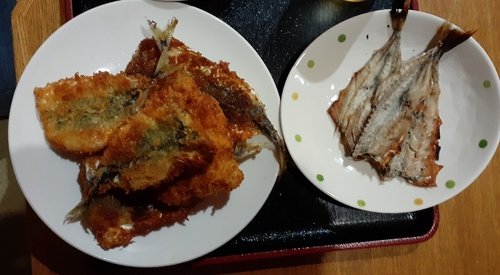 サバの釣果