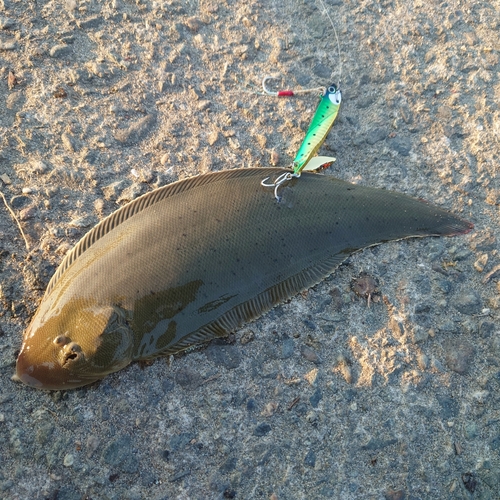 シタビラメの釣果