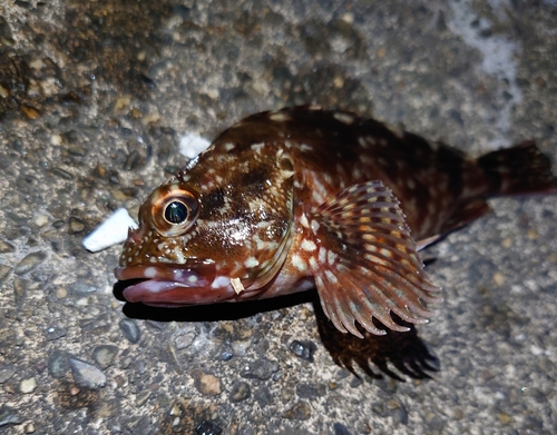 カサゴの釣果