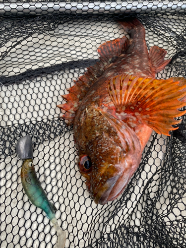 アラカブの釣果