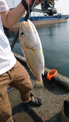 イシモチの釣果