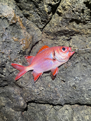 アカマツカサの釣果