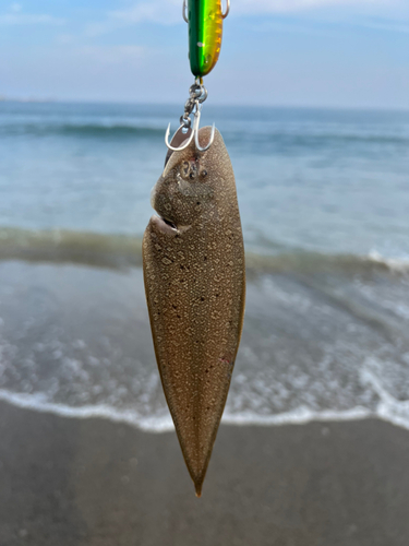 シタビラメの釣果