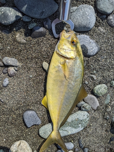 ショゴの釣果