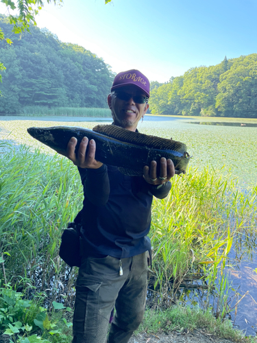 ライギョの釣果