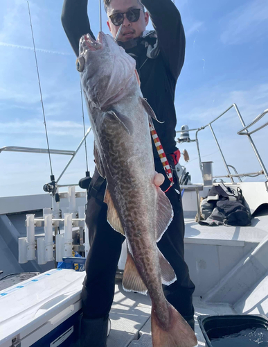 タラの釣果