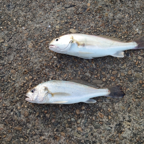 イシモチの釣果