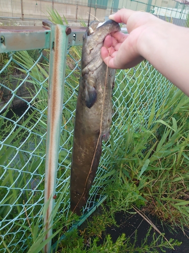 ナマズの釣果