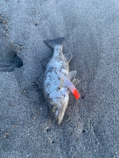 セイゴ（ヒラスズキ）の釣果