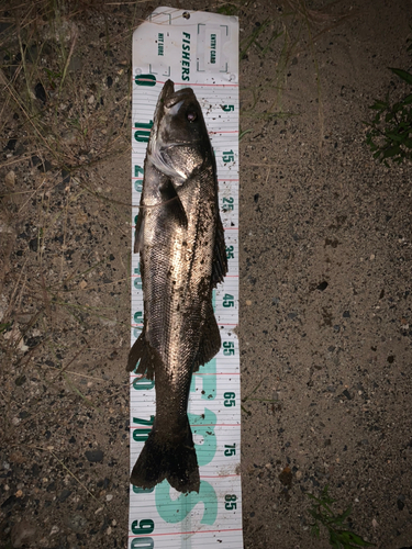 シーバスの釣果