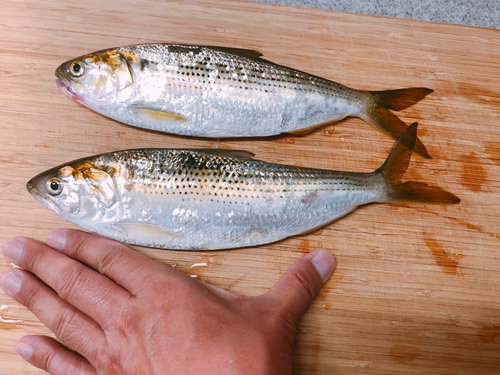 コノシロの釣果