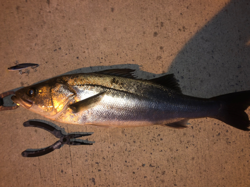 シーバスの釣果