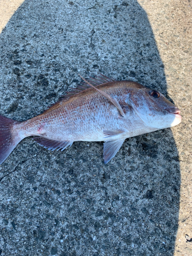 マダイの釣果