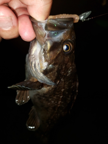 クロソイの釣果