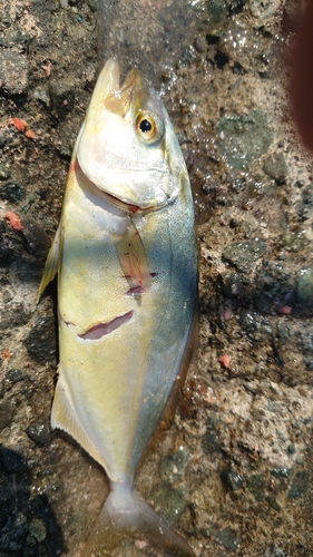 ショゴの釣果