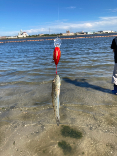 マハゼの釣果