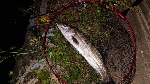 スズキの釣果