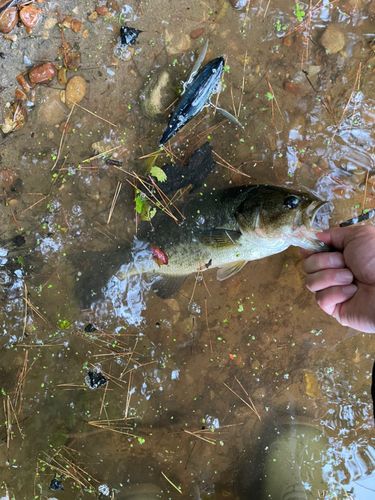 ブラックバスの釣果