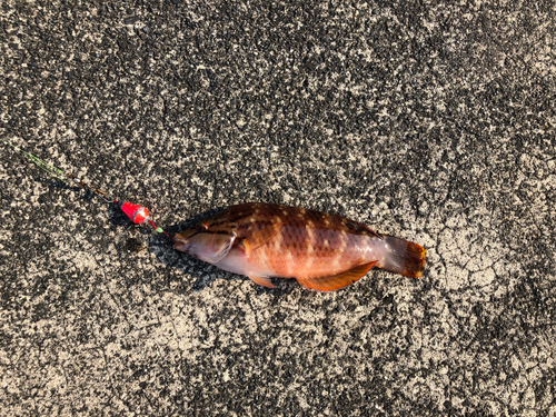 アカササノハベラの釣果