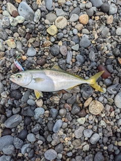 ワカシの釣果