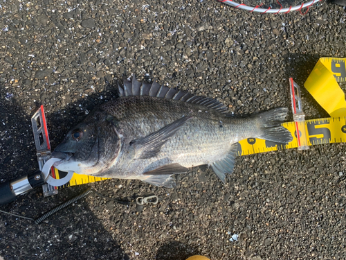 クロダイの釣果