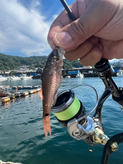 ネンブツダイの釣果