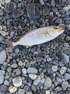 ショゴの釣果