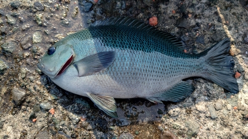 クチブトグレの釣果