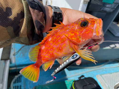 アヤメカサゴの釣果