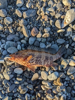 オオモンハタの釣果