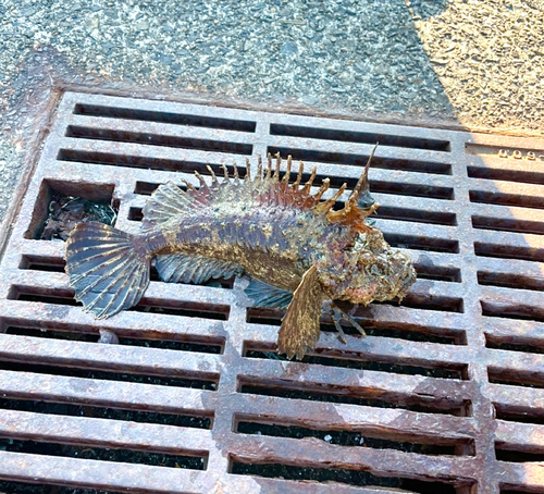 オニオコゼの釣果