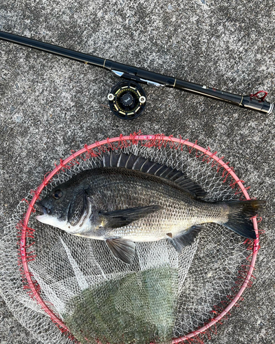 クロダイの釣果