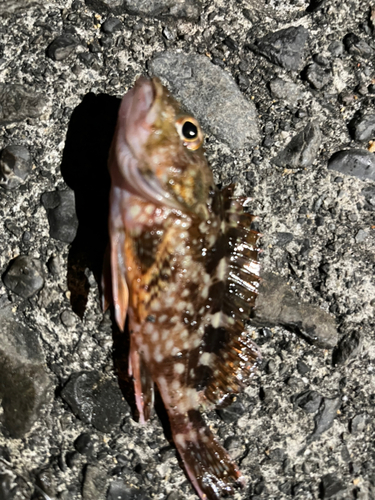 カサゴの釣果