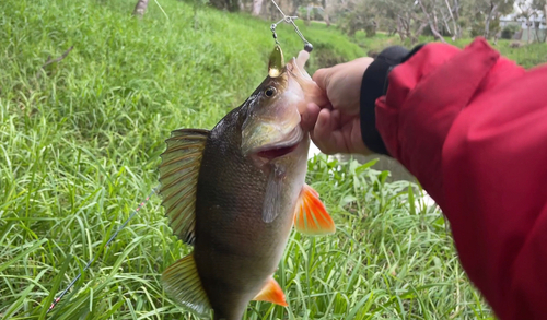 ヨーロピアンパーチの釣果