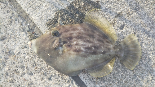 カワハギの釣果