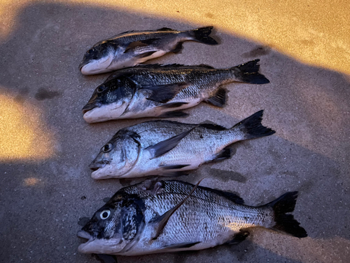 チヌの釣果