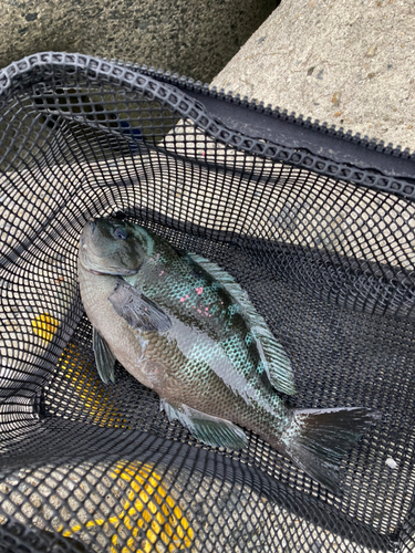 クチブトグレの釣果