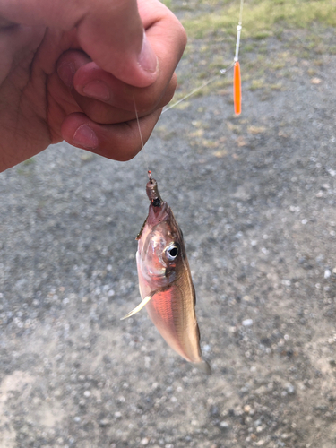 シロギスの釣果