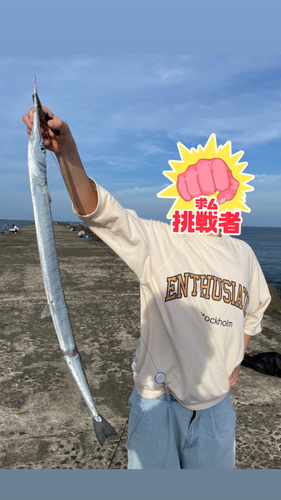 サゴシの釣果