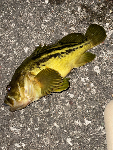 シマゾイの釣果