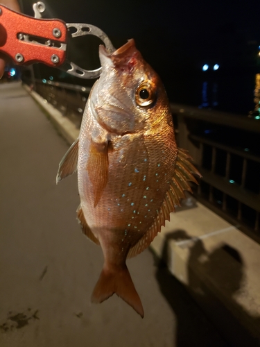 タイの釣果