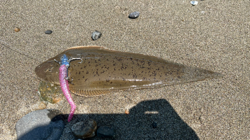 カレイの釣果