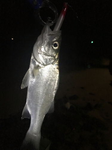 セイゴ（マルスズキ）の釣果