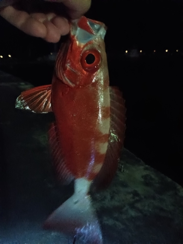 キントキダイの釣果