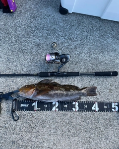 アイナメの釣果
