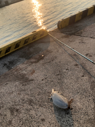 シリヤケイカの釣果