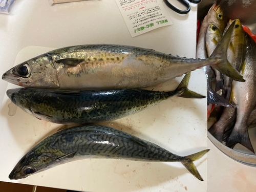 ゴマサバの釣果